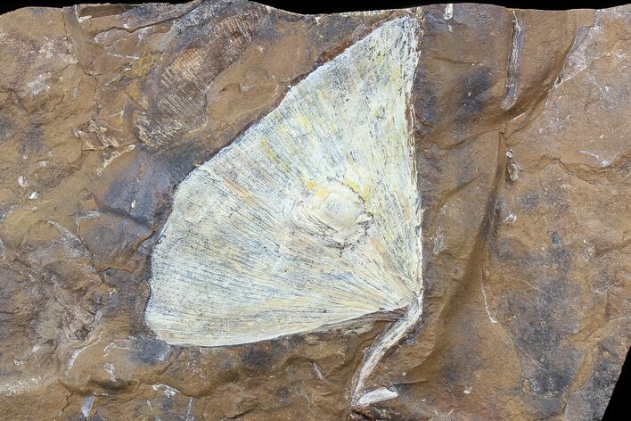 Fossil Ginkgo Leaf From North Dakota - Paleocene #80806